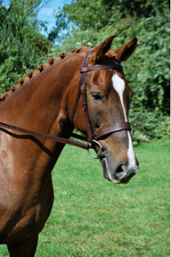 KL Select Foxwell Hunt Bridle